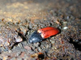 Blutroter Schnellkäfer Ampedus sanguineus