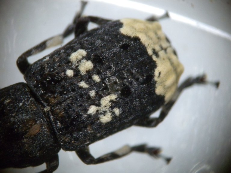 anthribus_albinus2_1024.jpg