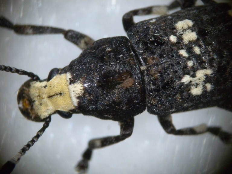 anthribus_albinus5_1024.jpg
