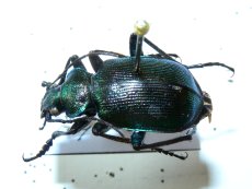 Calosoma inquisitor