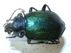 Calosoma sycophanta