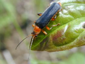 Ein Vertreter der Familie der Weichkäfer (Cantharidae)