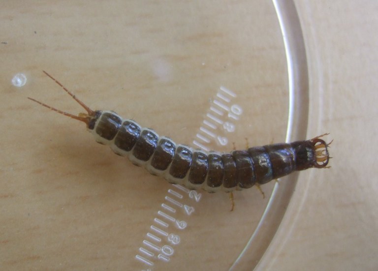 carabidenlarve_1024.jpg