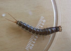 carabidenlarve_280.jpg