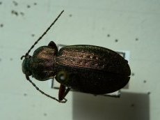 Carabus arvensis