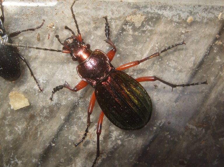 carabus_auronitens.jpg