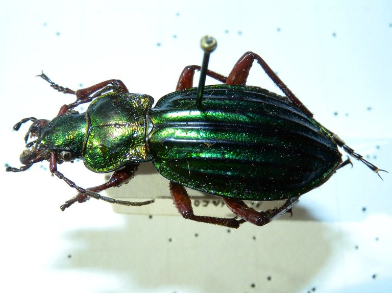 carabus_auronitens10_1024.jpg