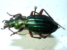 Carabus auronitens