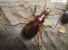 Der goldglänzende Laufkäfer Carabus auronitens