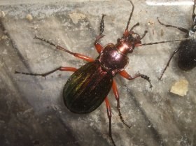 carabus_auronitens_280.jpg