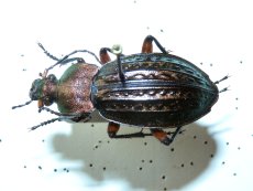 Carabus cancellatus