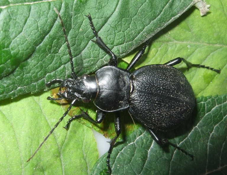 carabus_coriaceus10_1024.jpg