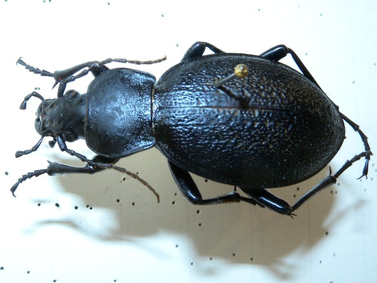 carabus_coriaceus11_1024.jpg
