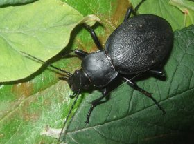 Lederlaufkäfer Carabus coriaceus