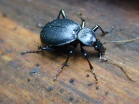 Ein Vertreter der Familie der Laufkäfer (Carabidae)