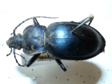 Carabus glabratus