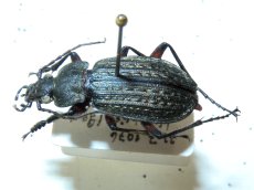 Carabus granulatus