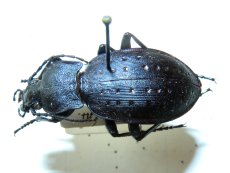 Carabus hortensis