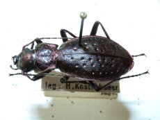 Carabus irregularis