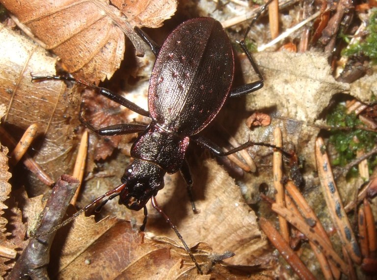 carabus_irregularis_1024.jpg