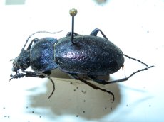 Carabus nemoralis