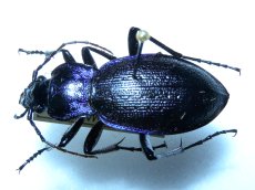 Carabus problematicus