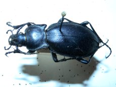 Carabus violaceus