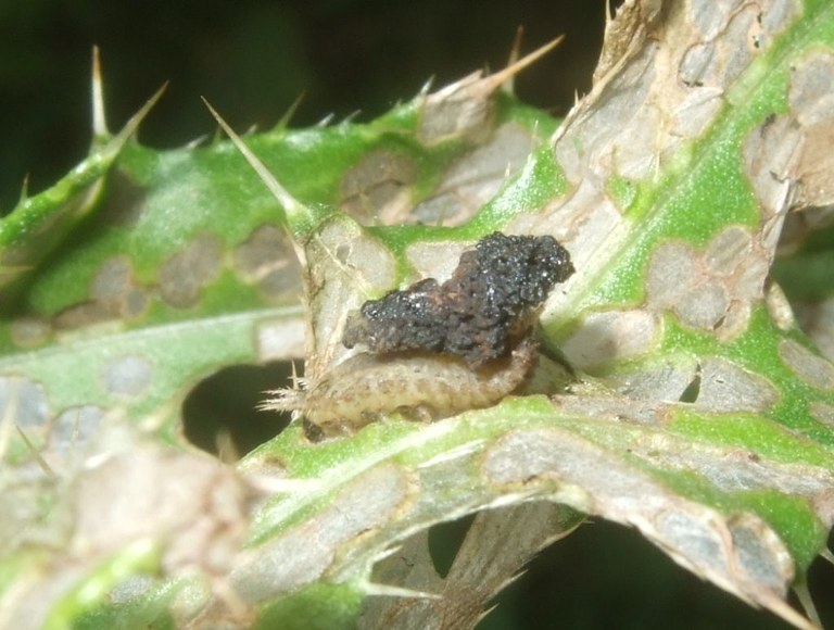 cassida_viridis_larve_1024.jpg