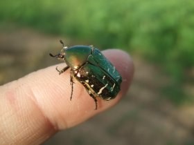 Rosenkäfer Cetonia aurata