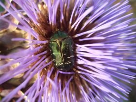 Rosenkäfer auf Artischockenblüte