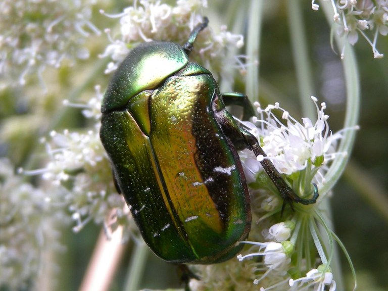 cetonia_aurata5_1024.jpg