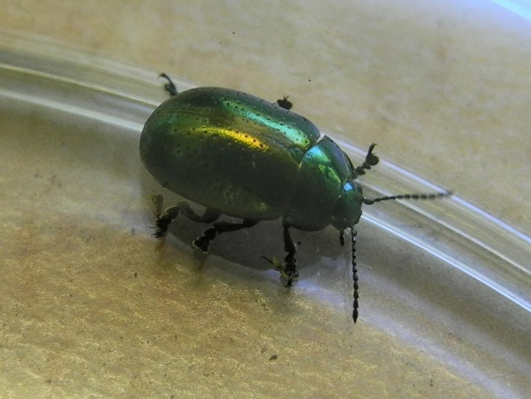 chrysolina_hyperici10.jpg