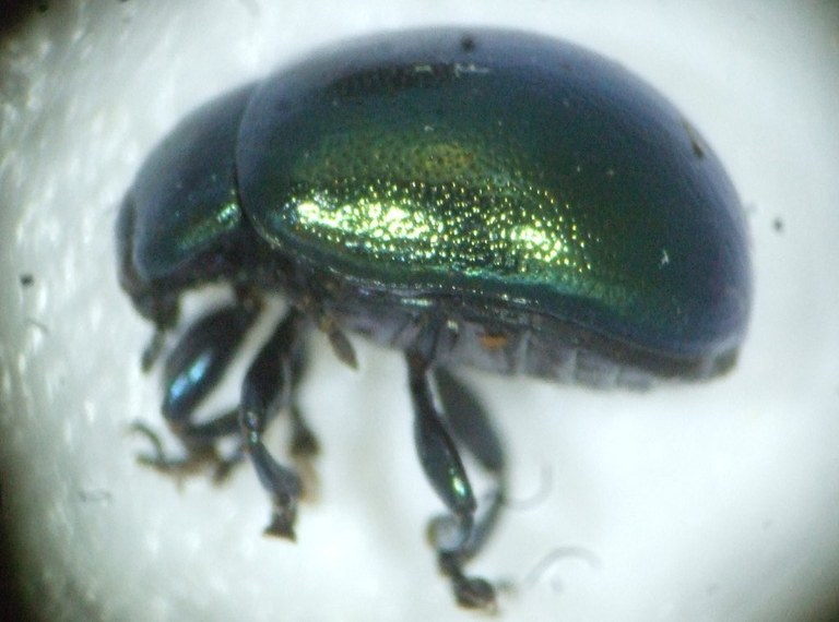 chrysolina_hyperici_1024.jpg