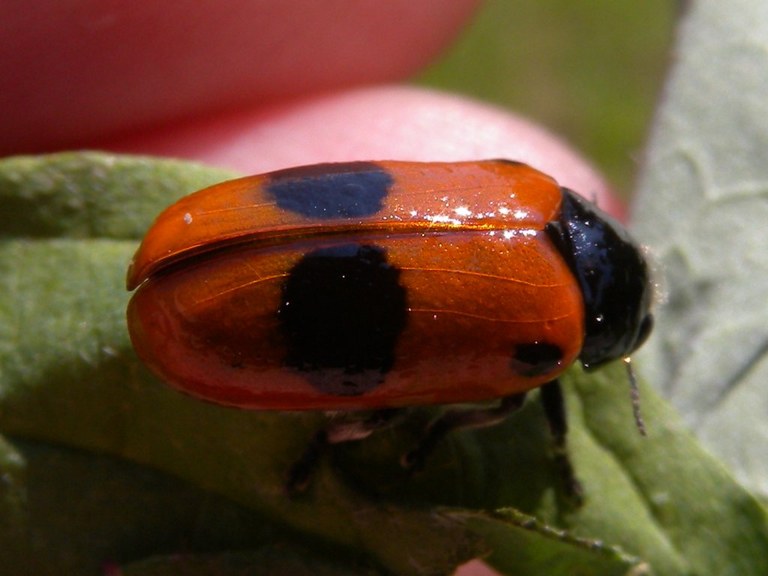clytra_laeviuscula3_1024.jpg