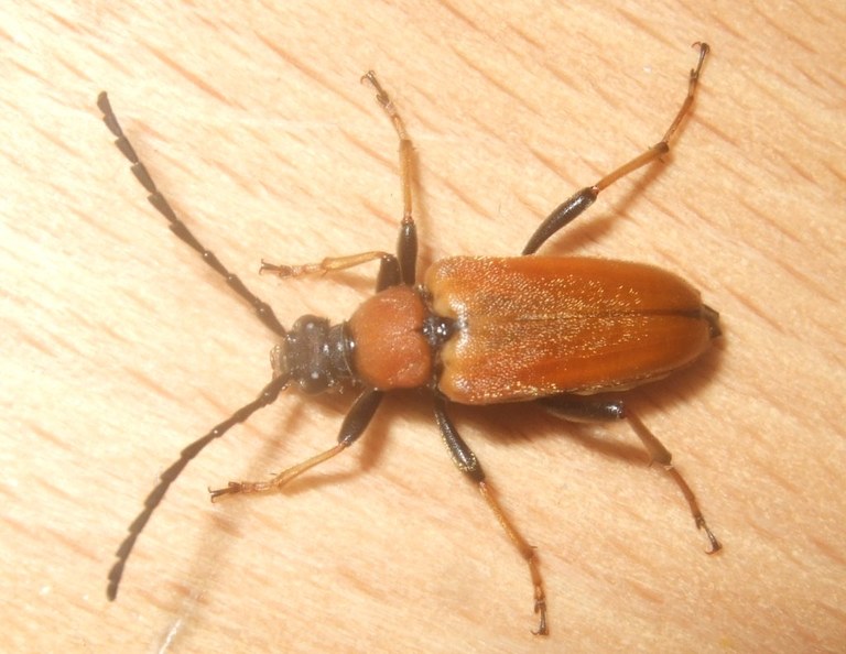 corymbia_rubra1_1024.jpg