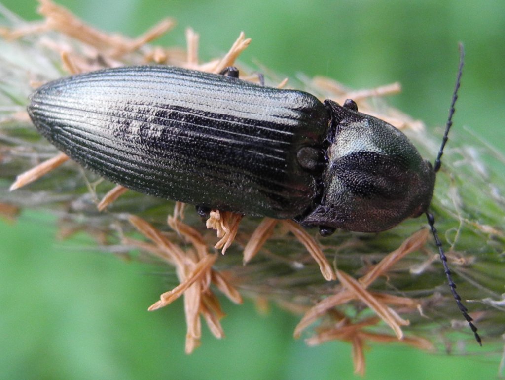 ctenicera_pectinicornis22_1024.jpg