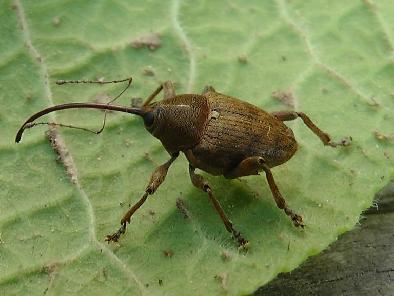 curculio_glandium3_1024.jpg
