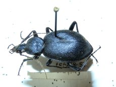 Cychrus caraboides
