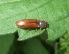 dalopius_marginatus_280.jpg