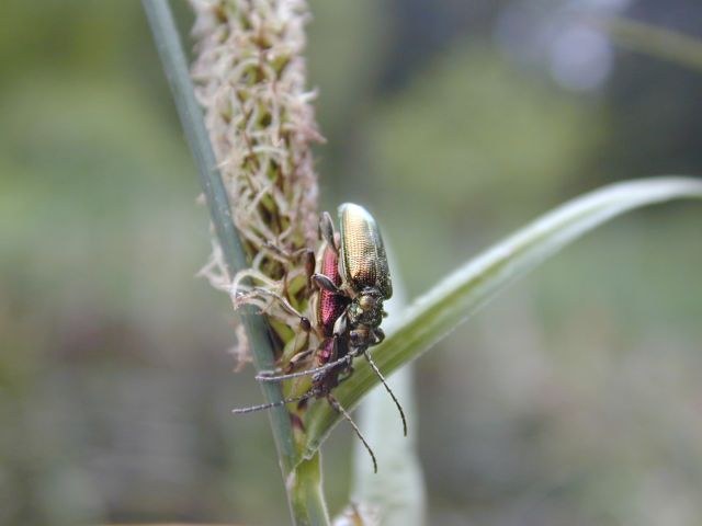 donacia_vulgaris1.jpg