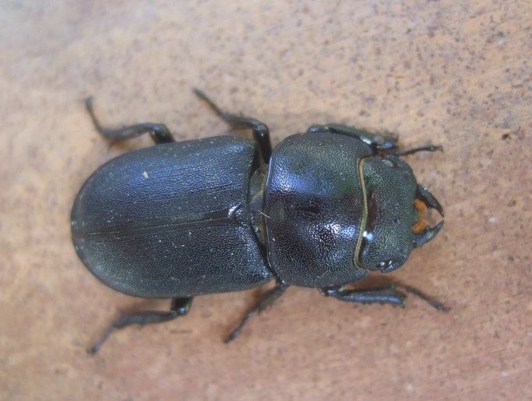 dorcus_parallelopipedus4_1024.jpg