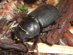 Balkenschröter Dorcus parallelopipedus