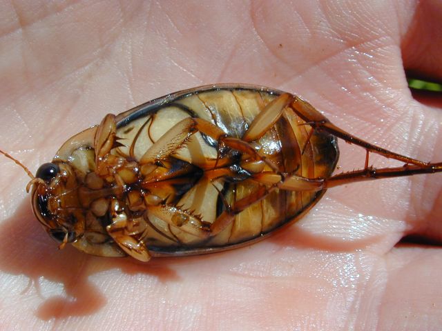 dytiscus_marginalis1.JPG
