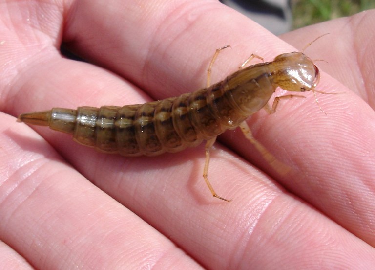 dytiscus_marginalis_larve.jpg