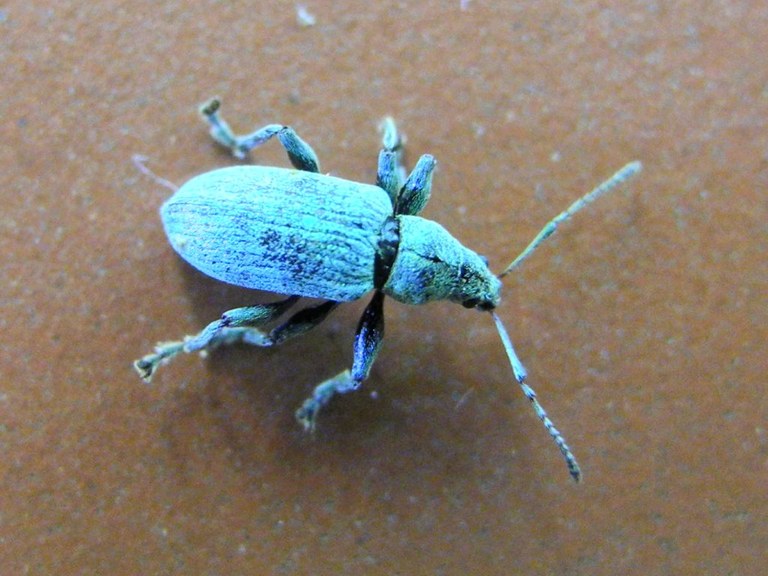 eusomus_ovulum_1024.jpg