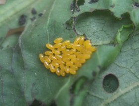 Eier eines Blattkäfers (Gastrophysa viridula)