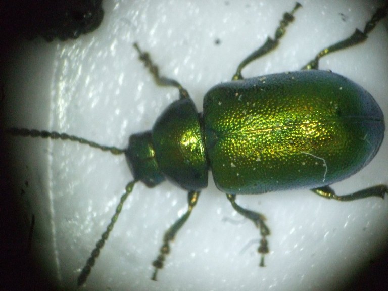 gastrophysa_viridula_imago_1024.jpg