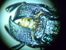 Gerunzelte Kiefer bei Calosoma
