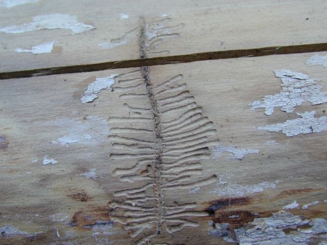 LEPERE~7.JPG