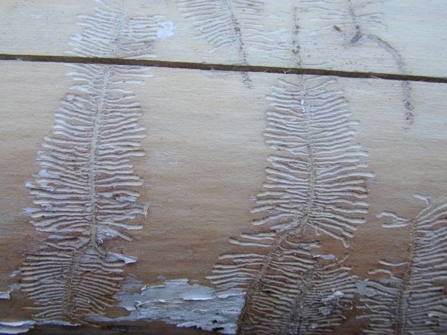 leperesinus_varius4_640.JPG